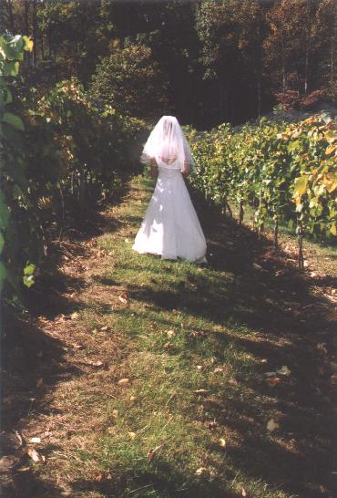 A photo from Wedding Sample 1